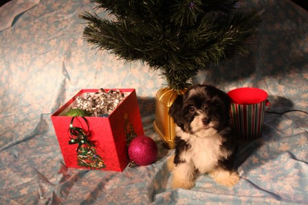 havanese-puppies